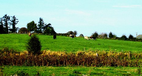 Typische nordirische Landschaft: Vieh auf der Weide, saftiges grnes Gras,  Abgrenzung der Parzellen durch Steinwlle, Hecken, ...
