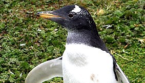 Ein mutiger, neugieriger Pinguin: mit einer Gruppe nherte er sich; Gruppe blieb stehen, er kam ganz dicht heran an die Menschen ...