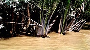 Vietnam: Bambusdickicht am Ufereines Nebenkanals des Mekong
