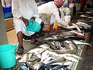 Fischmarkt. unaufhrliche Anlieferung, Schlachtung, Verkauf von Fisch: Einige Angebote sehen  nicht so aus, als knnen man sie essen ...