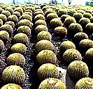 Cabo san Lucas: "Schwiegermttersthle" aufgereiht in einem botanischen Garten fr Kakteenpflanzen