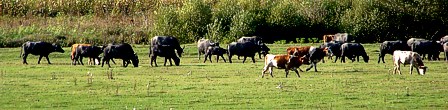 Rinder und Wasserbffel weiden gemeinsam vor dem Dorf.